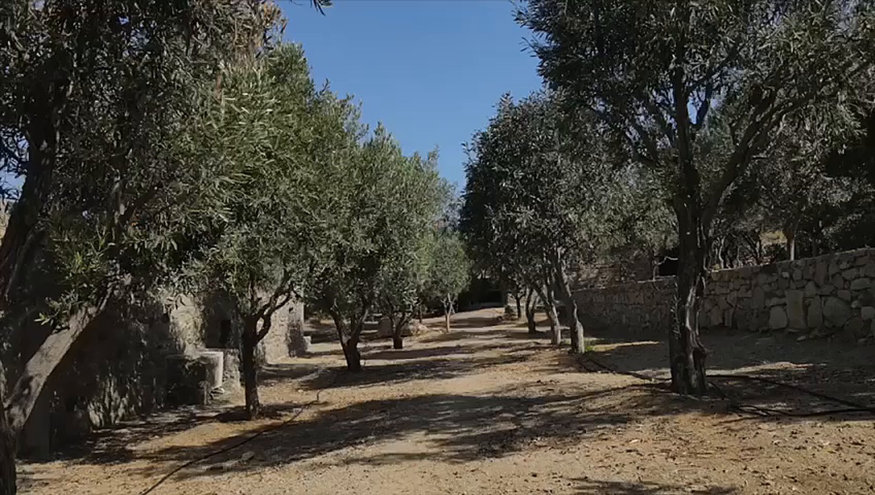 The olive grove